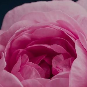 Meet your Posher, Nadine